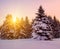 Fairytale winter forest at sunset. Huge firs in the snow on a snowy meadow