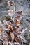 fairytale winter, hoarfrost on the leaves, hoarfrost on beech leafs, fagus sylvatica