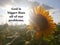 Faith inspirational quote - God is bigger than all of our problems.On nature background of the sun shine behind sunflower.