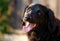 Faithful looking family dog smiling at sunset with brown eyes