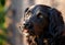 Faithful looking family dog smiling at sunset with brown eyes