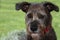 Faithful looking  mixed breed schnauzer dog