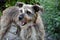 Faithful looking  mixed breed schnauzer dog