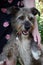 Faithful looking  mixed breed schnauzer dog