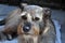 Faithful looking  mixed breed schnauzer dog