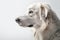 Faithful and Loyal Dog Sitting on White Studio Background