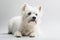 Faithful and Loyal Dog Sitting on White Studio Background