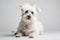 Faithful and Loyal Dog Sitting on White Studio Background