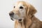 Faithful and Loyal Dog Sitting on White Studio Background