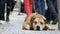 Faithful Miserable Dog Lying on the Sidewalk and Waiting Owner. The Legs of Crowd Indifferent People Pass by