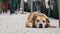 Faithful Miserable Dog Lying on the Sidewalk and Waiting Owner. The Legs of Crowd Indifferent People Pass by