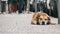 Faithful Miserable Dog Lying on the Sidewalk and Waiting Owner. The Legs of Crowd Indifferent People Passing by