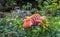 Fake chameleon on a green bush