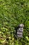 Fake foot bone Halloween decoration on grass