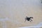 Fake Halloween black spider on web