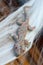 Fake Halloween Tokay Gecko decoration trapped on spider web