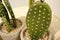Fake mini cactus for indoor decoration