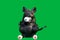 A fake plastic rat with red eyes with a green screen background