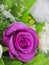 Fake purple rose flowers with artificial water drop.