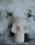 Fake skull with fake spider webs around it