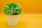 Fake small plants in plastic pot concept on the yellow background isolated