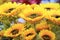 Fake sunflowers