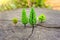 Fake toy forest placed on a large tree stump