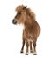 Falabella, Falabella Miniature Horse, Falabella Pony, Argentine Dwarf, Miniature Horse, Toy Horse