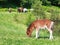 Falabella Foal mini horse grazing on a green meadow, selective f