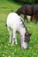 Falabella Foal mini horse grazing on a green meadow, selective f