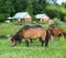 Falabella Foal mini horses grazing on a green meadow, selective