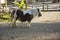 Falabella miniature horse