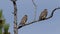 Falco columbarius. Two falcons Merlins closeup in the North of Western Siberia