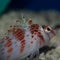 Falco Hawkfish