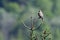 Falco tinnunculus, common kestrel standing on a branch, Vosges, France