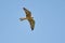 Falco vespertinus. Flying Red-footed falcon