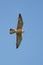 Falco vespertinus. Flying Red-footed falcon