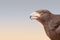 A falcon in a bedouin settlement in the Dubai desert.