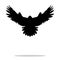 Falcon bird black silhouette animal