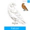 Falcon bird learn birds coloring book vector