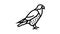 falcon bird line icon animation