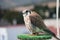 Falcon bird on a natural background