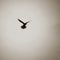 Falcon bird  sky high silhouette