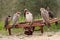 Falcon breeding falcons