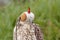 Falcon breeding falcons