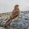 Falcon Chimango Caracara in Tierra del Fuego National Park, Arge