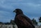 Falcon close-up against the sky.