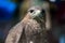 Falcon close up with blurred background