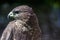 Falcon close up with blurred background