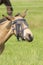 A falcon color foal in the field, wearing a fly mask, shaking his head, pasture, horse